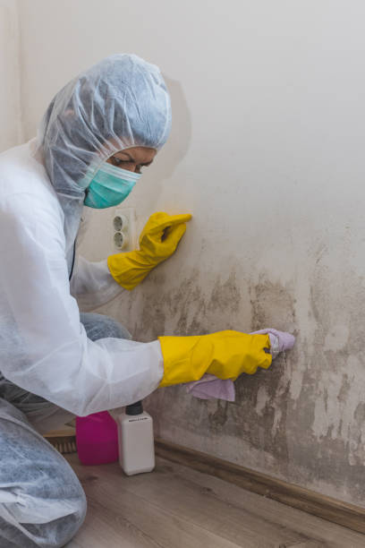 Best Post-Construction Mold Inspection  in Gregory, TX