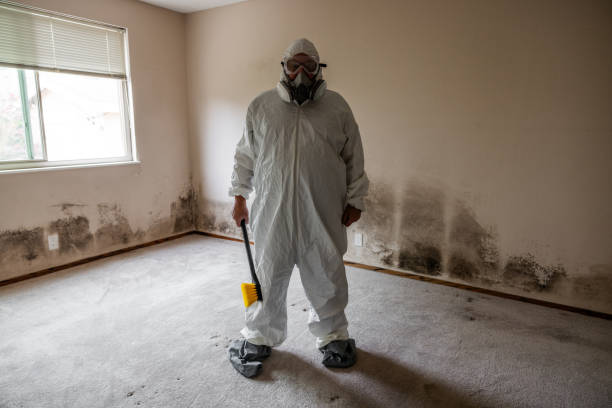 Best Black Mold Removal  in Gregory, TX